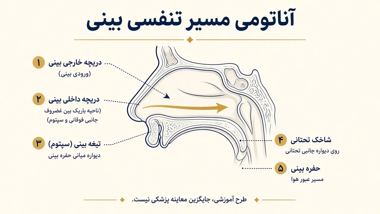طرح آموزشی آناتومی مسیر تنفسی بینی، شامل دریچه داخلی و خارجی، تیغه بینی و شاخک تحتانی، برای فهم مشکلات تنفسی